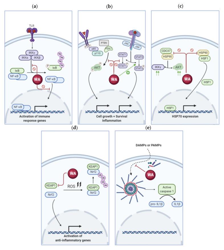 https://cdn.ncbi.nlm.nih.gov/pmc/blobs/1b7c/7696210/293e78577078/antioxidants-09-01107-g002.jpg
