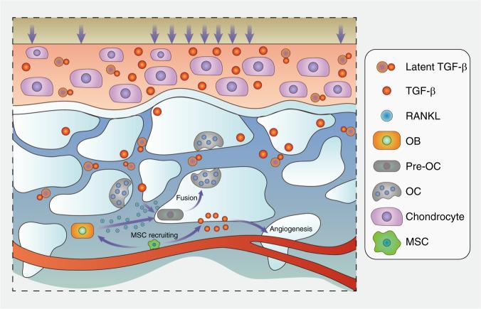 https://cdn.ncbi.nlm.nih.gov/pmc/blobs/1b7c/7969608/2fd8b0736d68/41413_2021_147_Fig3_HTML.jpg