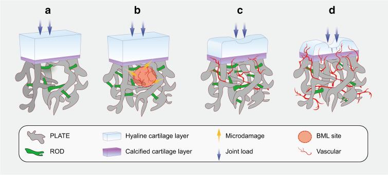 https://cdn.ncbi.nlm.nih.gov/pmc/blobs/1b7c/7969608/f2544d9cbced/41413_2021_147_Fig2_HTML.jpg