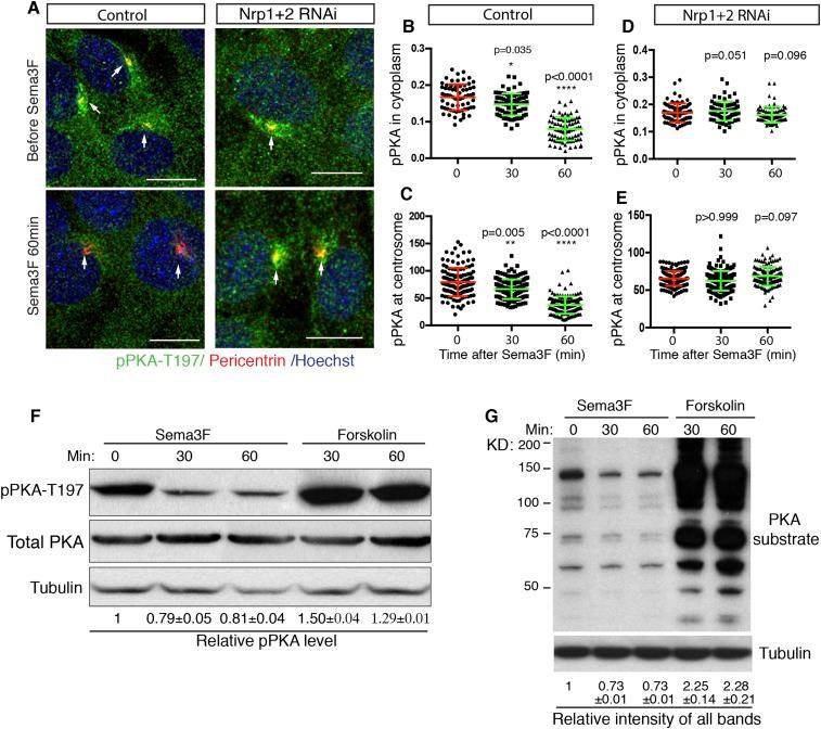 https://cdn.ncbi.nlm.nih.gov/pmc/blobs/1b7e/4569902/7b9a2fbc2fe9/elife07068f003.jpg