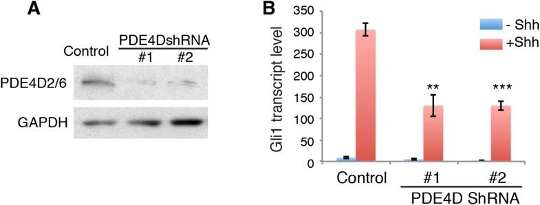 https://cdn.ncbi.nlm.nih.gov/pmc/blobs/1b7e/4569902/fe329354233f/elife07068fs007.jpg