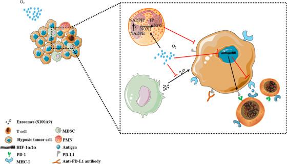 https://cdn.ncbi.nlm.nih.gov/pmc/blobs/1b7f/9870816/19e70c0a1f92/MCO2-4-e203-g005.jpg