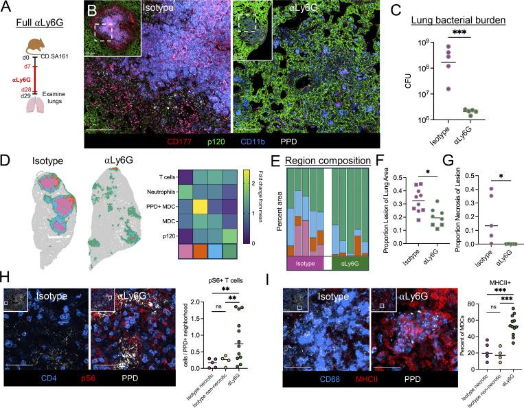 https://cdn.ncbi.nlm.nih.gov/pmc/blobs/1b81/12309470/4acc31032d27/jem_20250161_fig6.jpg
