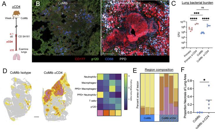 https://cdn.ncbi.nlm.nih.gov/pmc/blobs/1b81/12309470/da802d5fcff8/jem_20250161_fig5.jpg