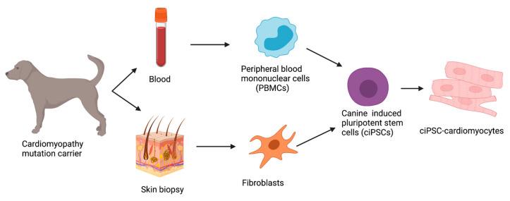 https://cdn.ncbi.nlm.nih.gov/pmc/blobs/1b82/9265105/26f5db7e2adc/animals-12-01679-g003.jpg