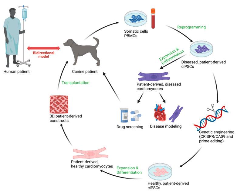 https://cdn.ncbi.nlm.nih.gov/pmc/blobs/1b82/9265105/d87990630003/animals-12-01679-g002.jpg