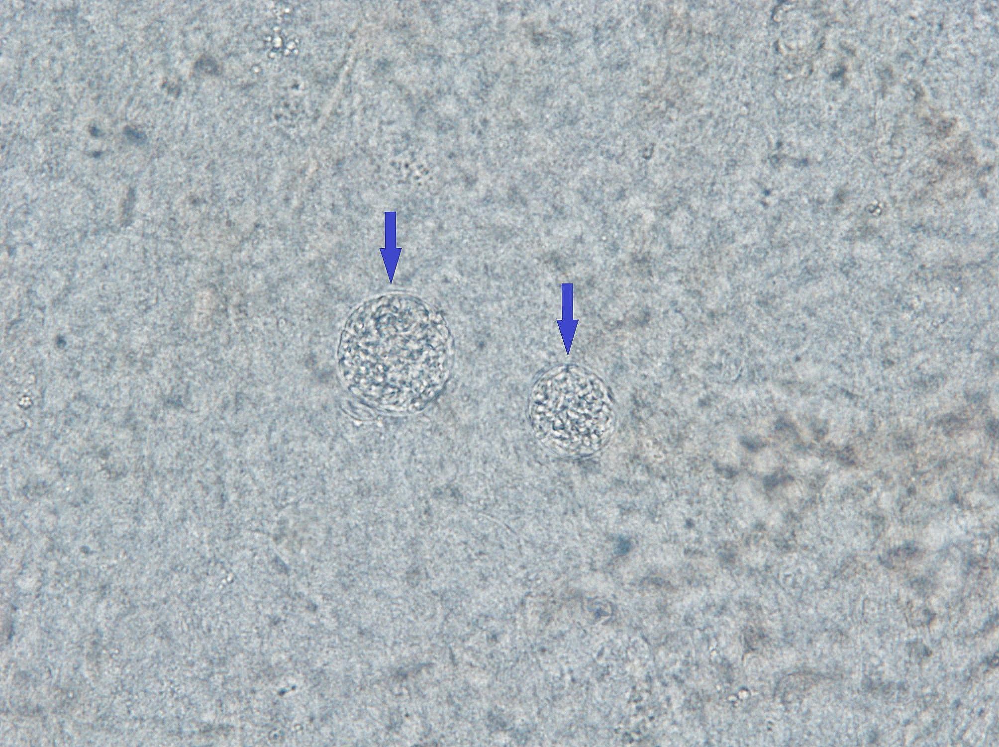 https://cdn.ncbi.nlm.nih.gov/pmc/blobs/1b85/11330001/fc0ead7c51d7/12917_2024_4210_Fig4_HTML.jpg