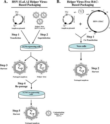 https://cdn.ncbi.nlm.nih.gov/pmc/blobs/1b86/3185508/c9d0d5a377b1/viruses-01-00594f3.jpg