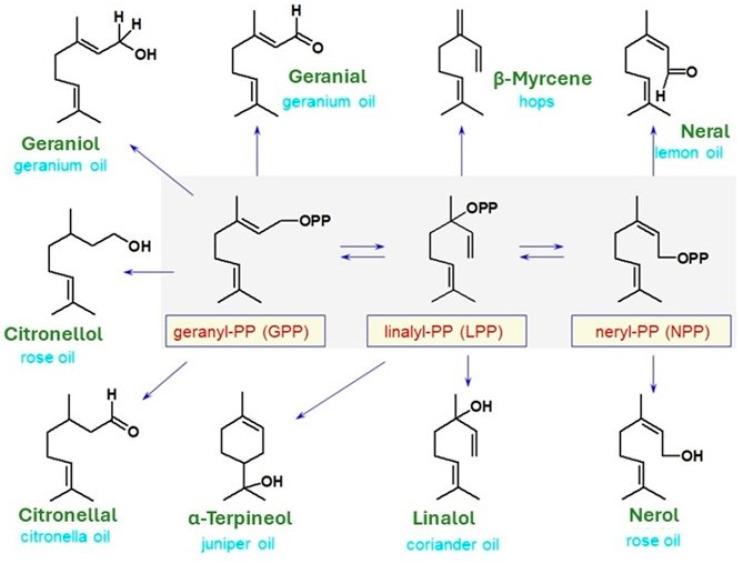https://cdn.ncbi.nlm.nih.gov/pmc/blobs/1b87/11357518/090e2d1752de/molecules-29-03861-g002.jpg