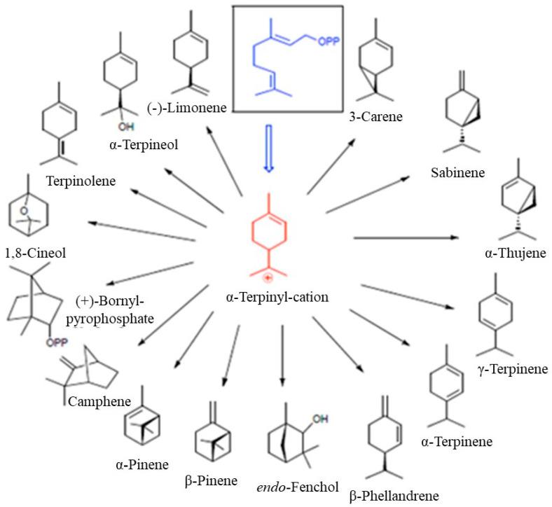 https://cdn.ncbi.nlm.nih.gov/pmc/blobs/1b87/11357518/6d6f82f9017a/molecules-29-03861-g003.jpg