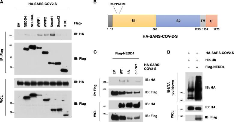 https://cdn.ncbi.nlm.nih.gov/pmc/blobs/1b8d/7991658/a535097ae49e/41419_2021_3513_Fig1_HTML.jpg