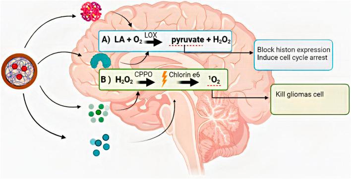 https://cdn.ncbi.nlm.nih.gov/pmc/blobs/1b8d/9846545/b18593af4cbb/fmolb-09-1083645-g005.jpg