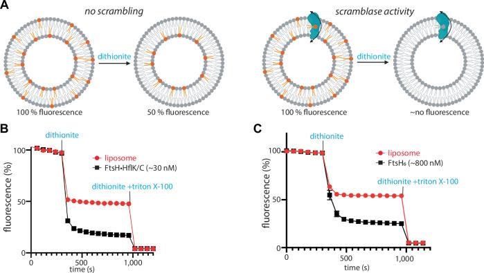 https://cdn.ncbi.nlm.nih.gov/pmc/blobs/1b91/12048511/79cd9c40146a/44318_2025_408_Fig4_HTML.jpg