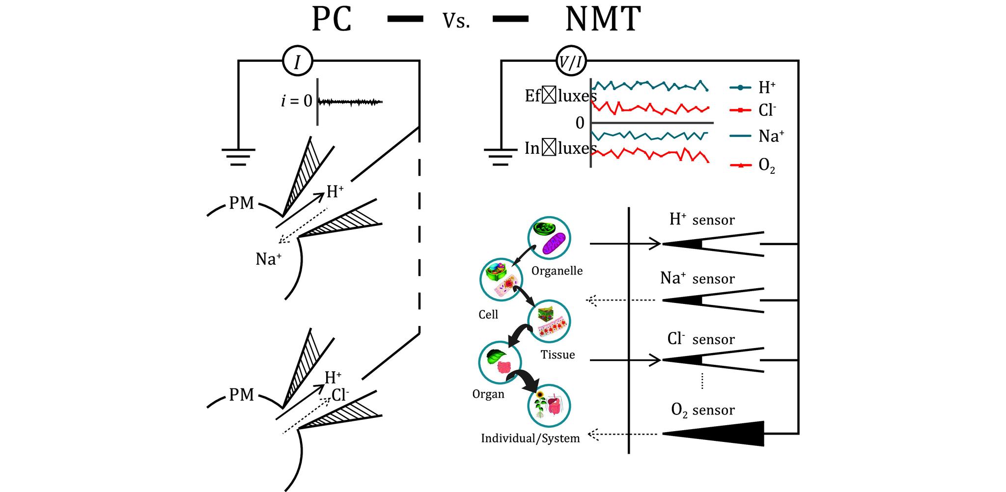 https://cdn.ncbi.nlm.nih.gov/pmc/blobs/1b93/12035745/09470d19c27e/br-11-2-96-5.jpg