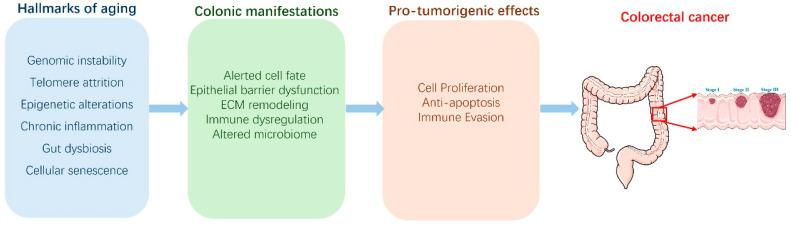 https://cdn.ncbi.nlm.nih.gov/pmc/blobs/1b93/12292539/1e11d53d1f9d/biology-14-00805-g004.jpg