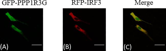 https://cdn.ncbi.nlm.nih.gov/pmc/blobs/1b95/7873974/35792c72c92c/fimmu-11-609890-g005.jpg