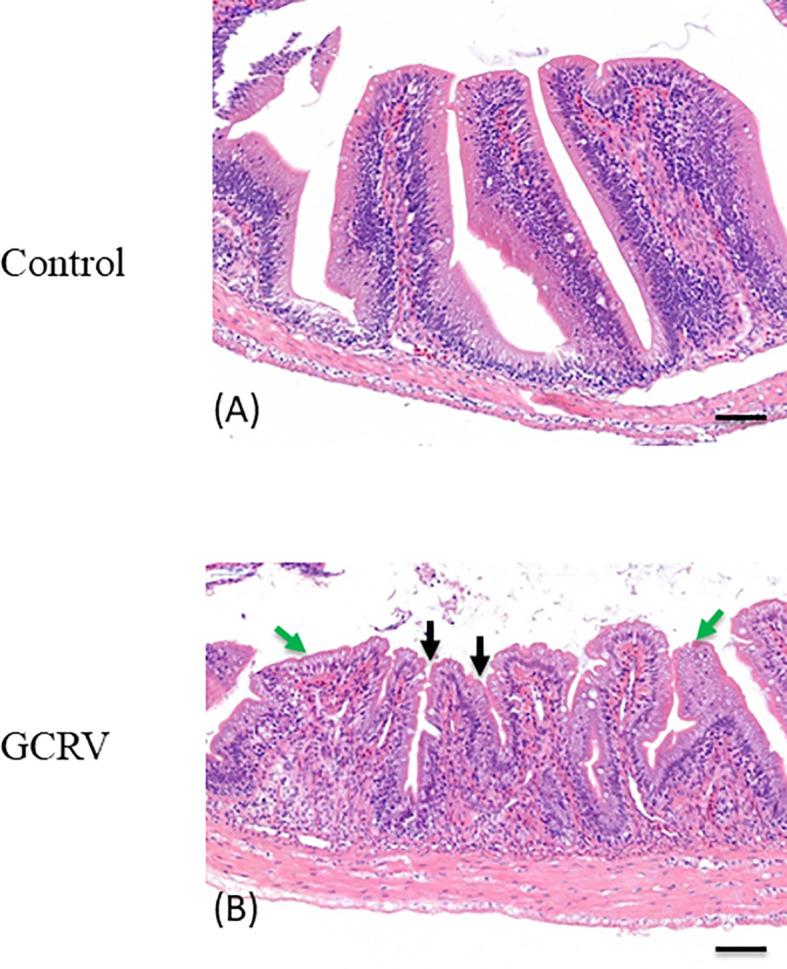 https://cdn.ncbi.nlm.nih.gov/pmc/blobs/1b95/7873974/7a2a476bc1d7/fimmu-11-609890-g006.jpg