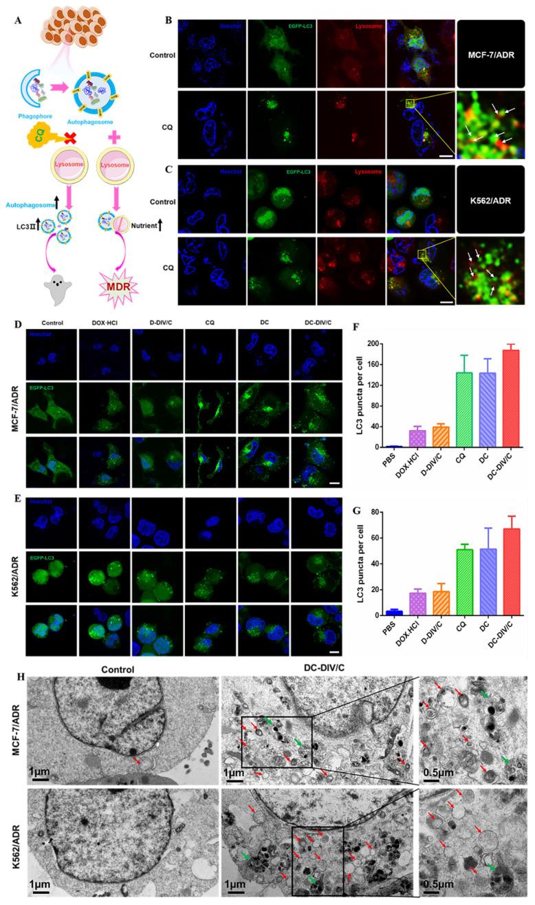 https://cdn.ncbi.nlm.nih.gov/pmc/blobs/1b95/9131275/5bb4d05d3f10/thnov12p3977g005.jpg