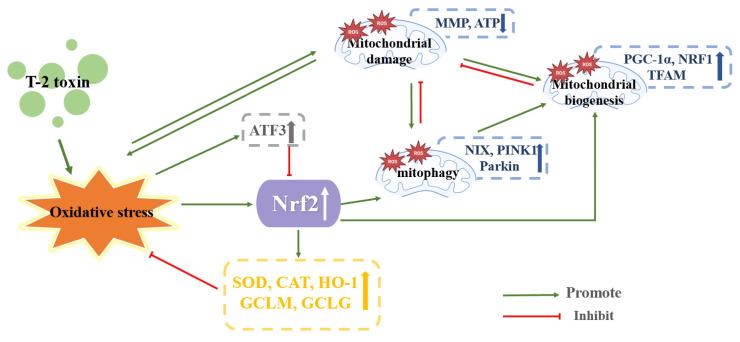 https://cdn.ncbi.nlm.nih.gov/pmc/blobs/1b99/10146852/01275e357c44/toxics-11-00393-g007.jpg