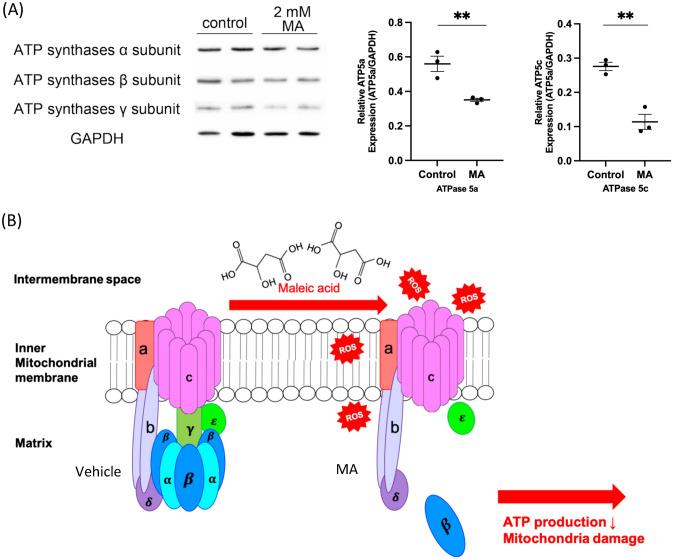 https://cdn.ncbi.nlm.nih.gov/pmc/blobs/1b99/11055741/1c70e03dafa8/10495_2023_1897_Fig5_HTML.jpg