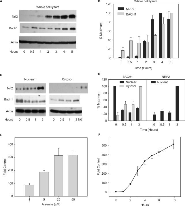https://cdn.ncbi.nlm.nih.gov/pmc/blobs/1b9a/2175339/1740a8fc30e0/gkm638f1.jpg