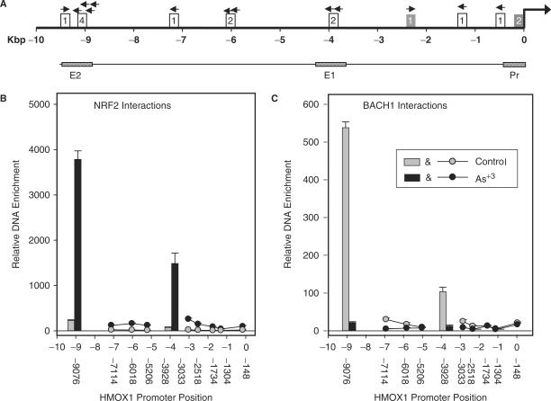https://cdn.ncbi.nlm.nih.gov/pmc/blobs/1b9a/2175339/3e59cc0bbc6c/gkm638f2.jpg