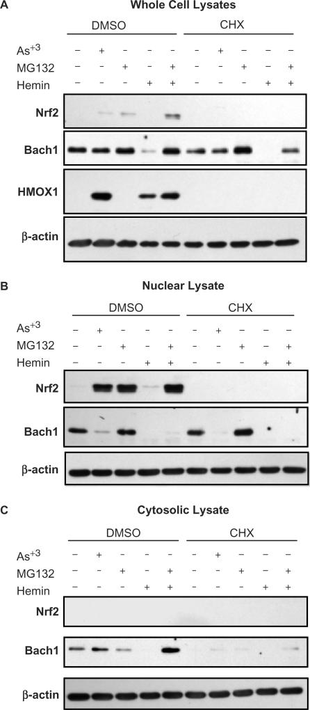 https://cdn.ncbi.nlm.nih.gov/pmc/blobs/1b9a/2175339/8e2184e55f78/gkm638f3.jpg