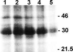 https://cdn.ncbi.nlm.nih.gov/pmc/blobs/1b9a/2766497/d68951201e46/299_2009_775_Fig6_HTML.jpg
