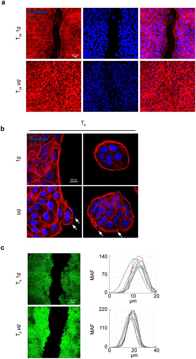 https://cdn.ncbi.nlm.nih.gov/pmc/blobs/1b9c/5428850/a680dcd6cd80/41598_2017_602_Fig2_HTML.jpg