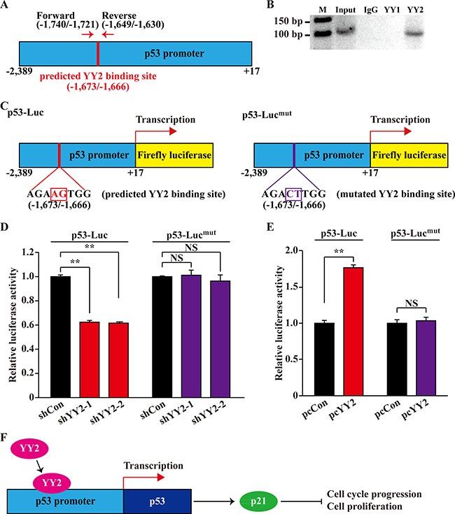 https://cdn.ncbi.nlm.nih.gov/pmc/blobs/1b9c/5589614/5bde0079dc9b/oncotarget-08-54694-g006.jpg