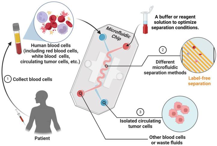 https://cdn.ncbi.nlm.nih.gov/pmc/blobs/1b9d/12024602/5a46ddd937b1/biosensors-15-00220-g002.jpg
