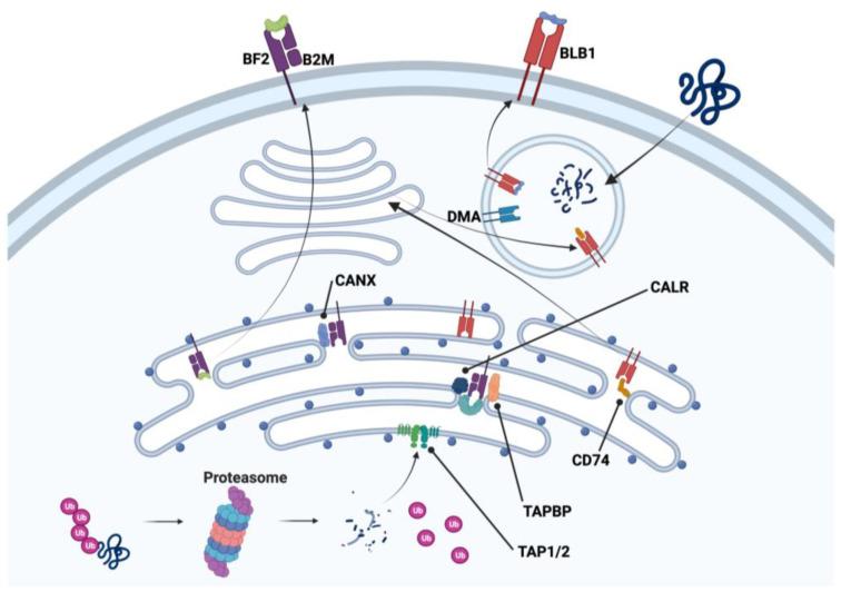 https://cdn.ncbi.nlm.nih.gov/pmc/blobs/1ba1/10454457/41d7c7433ce2/ijms-24-12950-g003.jpg