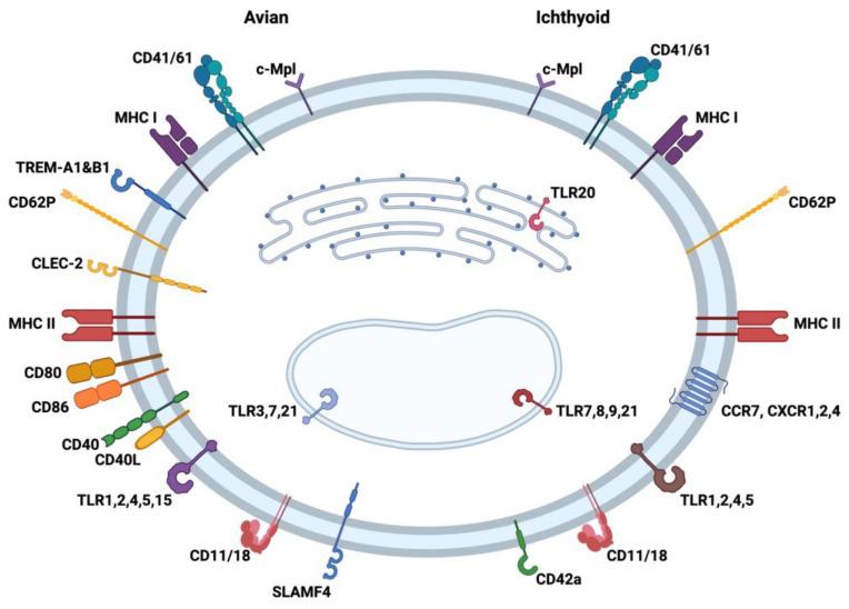 https://cdn.ncbi.nlm.nih.gov/pmc/blobs/1ba1/10454457/7963a42764ab/ijms-24-12950-g001.jpg