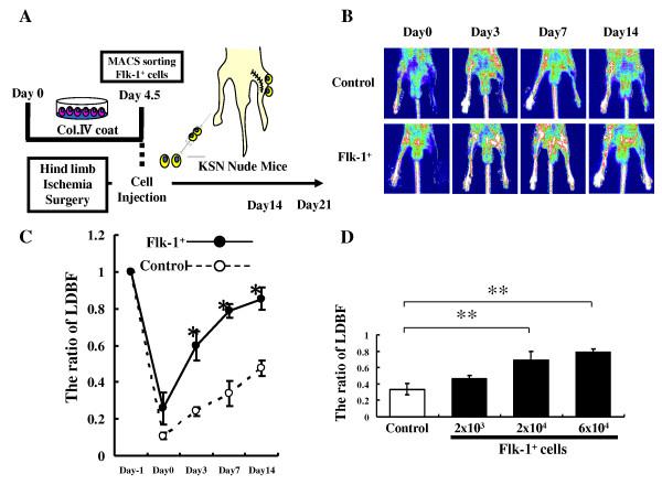 https://cdn.ncbi.nlm.nih.gov/pmc/blobs/1ba3/2955572/1004382d9100/1471-2121-11-72-4.jpg