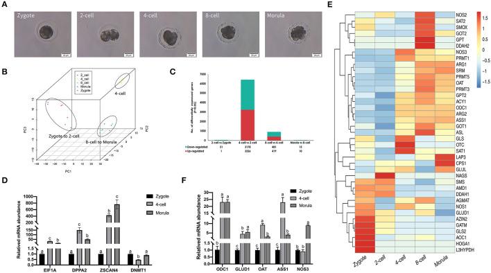 https://cdn.ncbi.nlm.nih.gov/pmc/blobs/1ba6/9260689/f9d0141f5f17/fvets-09-921406-g0001.jpg