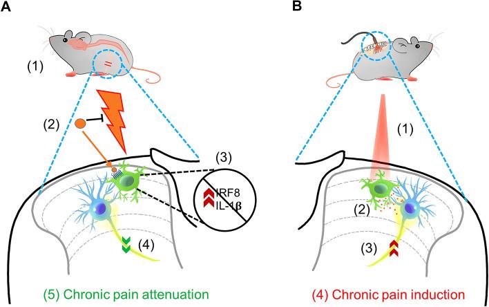 https://cdn.ncbi.nlm.nih.gov/pmc/blobs/1ba7/10043090/22a2aadfb568/12264_2022_937_Fig2_HTML.jpg