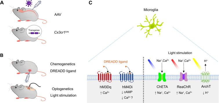 https://cdn.ncbi.nlm.nih.gov/pmc/blobs/1ba7/10043090/5d559bbc9ae3/12264_2022_937_Fig1_HTML.jpg