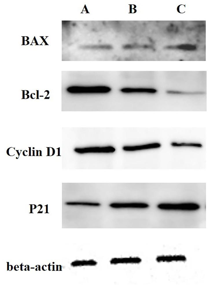 https://cdn.ncbi.nlm.nih.gov/pmc/blobs/1ba9/8207199/11019f2e0bdb/fvets-08-639792-g0002.jpg