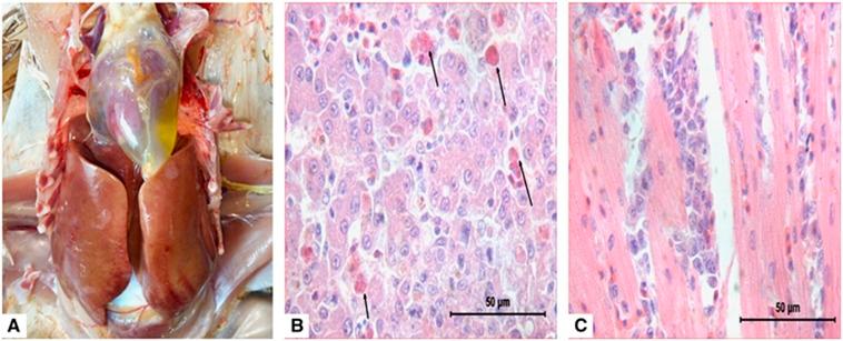 https://cdn.ncbi.nlm.nih.gov/pmc/blobs/1bab/5148019/61170906a102/emi2016115f1.jpg