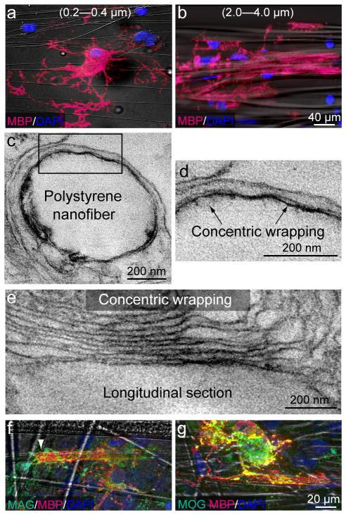 https://cdn.ncbi.nlm.nih.gov/pmc/blobs/1baf/3433633/e783d4171751/nihms397918f2.jpg