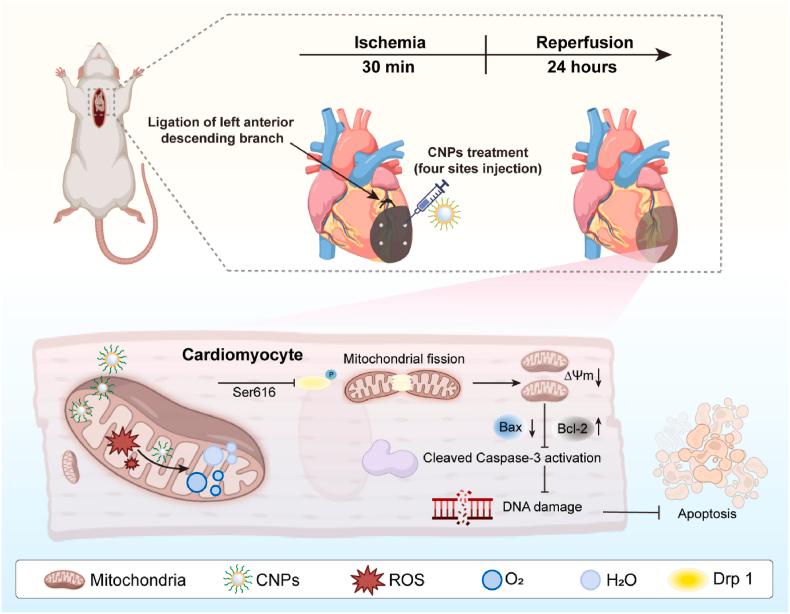 https://cdn.ncbi.nlm.nih.gov/pmc/blobs/1bb5/12033917/d8638b1b8eb3/sc1.jpg