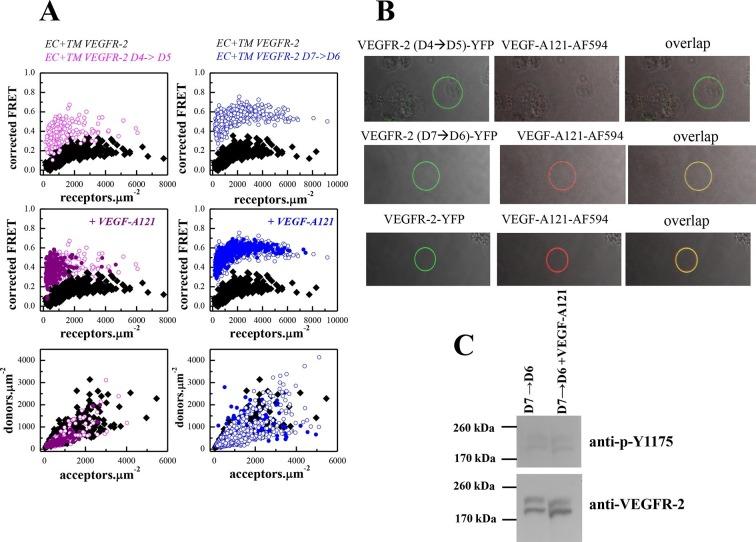 https://cdn.ncbi.nlm.nih.gov/pmc/blobs/1bb6/4829425/dd09e600c110/elife-13876-fig5.jpg