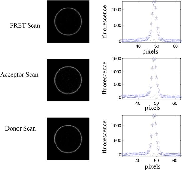 https://cdn.ncbi.nlm.nih.gov/pmc/blobs/1bb6/4829425/e7eed0cb66a8/elife-13876-fig2-figsupp2.jpg