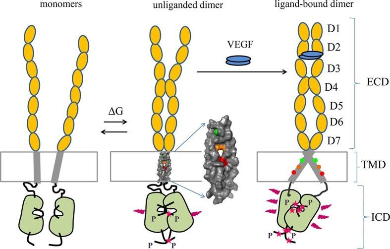 https://cdn.ncbi.nlm.nih.gov/pmc/blobs/1bb6/4829425/fc2384cec4d5/elife-13876-fig8.jpg