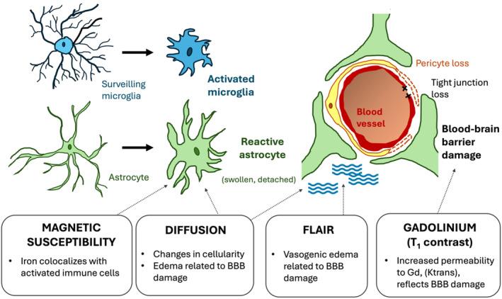 https://cdn.ncbi.nlm.nih.gov/pmc/blobs/1bb8/11896938/adc9eb344f85/JMRI-61-1580-g002.jpg