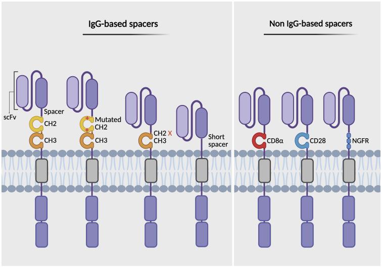 https://cdn.ncbi.nlm.nih.gov/pmc/blobs/1bb8/12326545/f8a3185a72b6/fimmu-16-1615212-g003.jpg