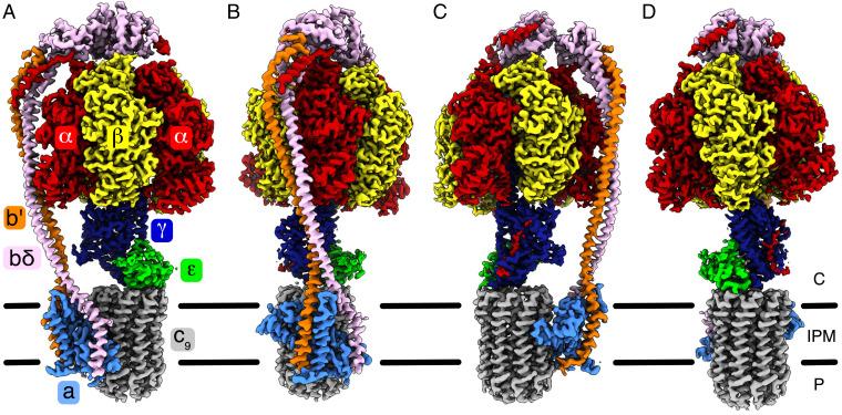 https://cdn.ncbi.nlm.nih.gov/pmc/blobs/1bb8/8617483/7390046df00c/pnas.202111899fig01.jpg
