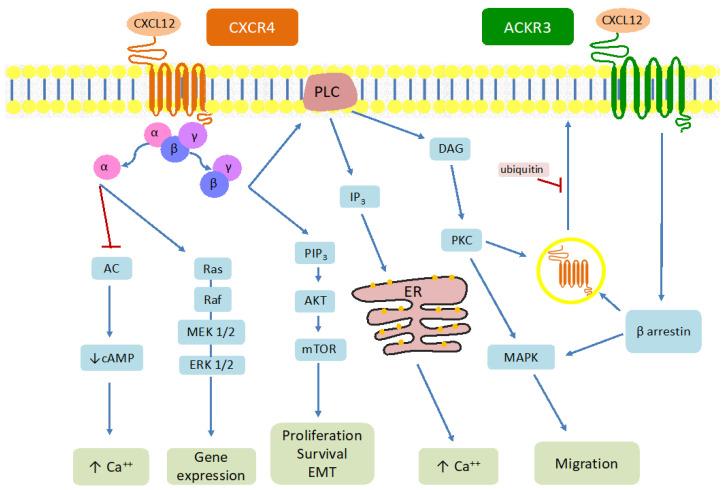 https://cdn.ncbi.nlm.nih.gov/pmc/blobs/1bb9/11120359/64aff530c723/cancers-16-01799-g001.jpg