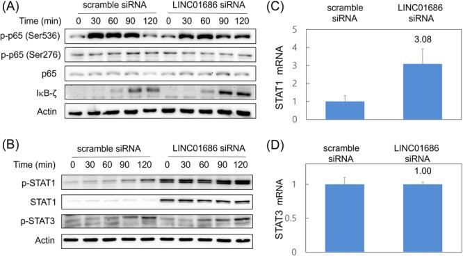 https://cdn.ncbi.nlm.nih.gov/pmc/blobs/1bbe/10996380/607a0dc7ee6e/IID3-12-e1234-g006.jpg