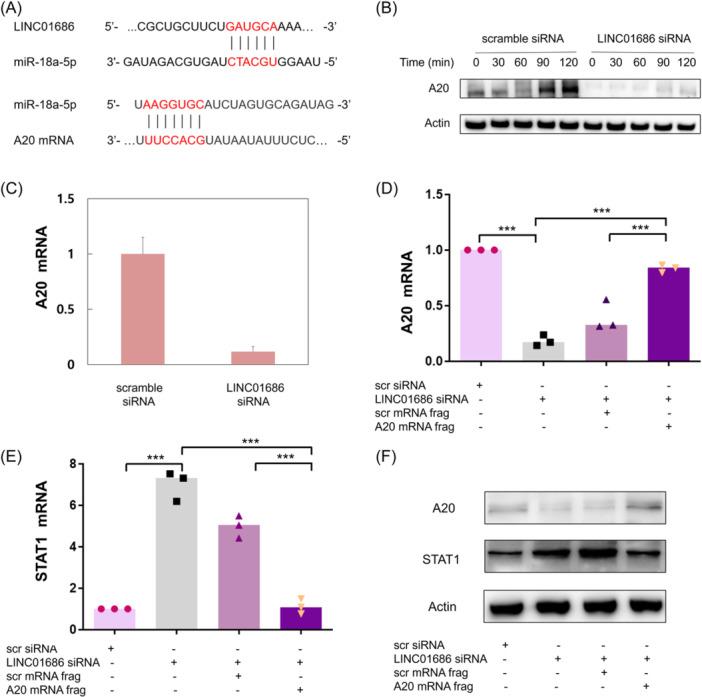 https://cdn.ncbi.nlm.nih.gov/pmc/blobs/1bbe/10996380/96ad5034bf2d/IID3-12-e1234-g003.jpg